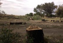 вырубка деревьев в Дебальцево