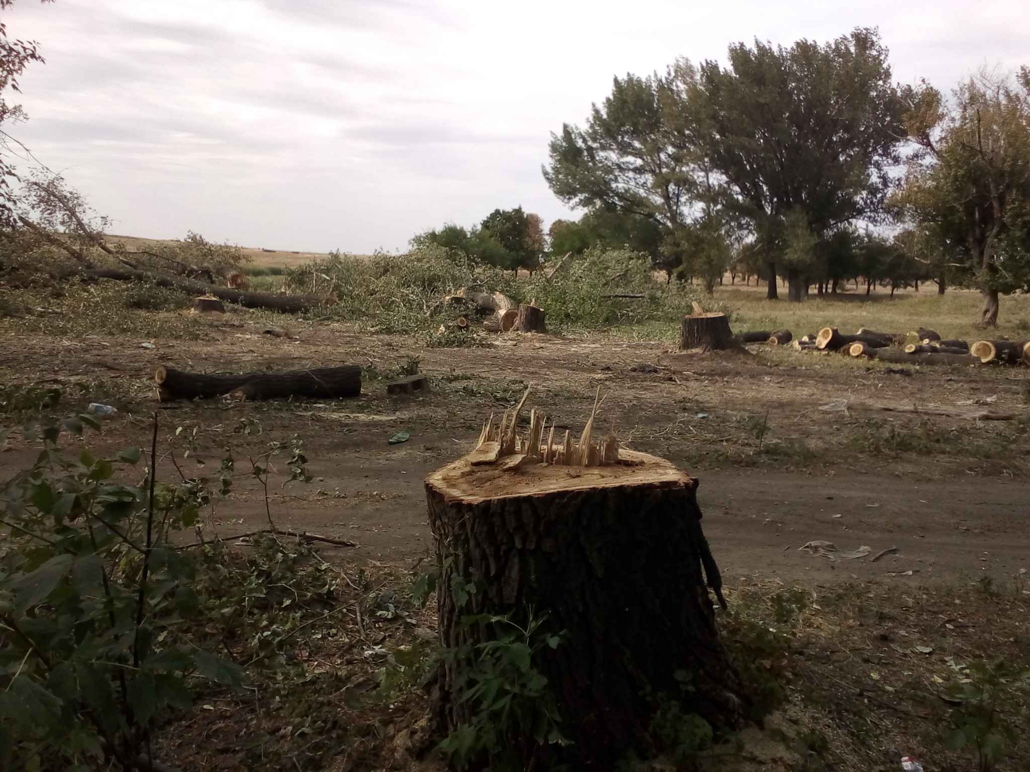 вырубка деревьев в Дебальцево
